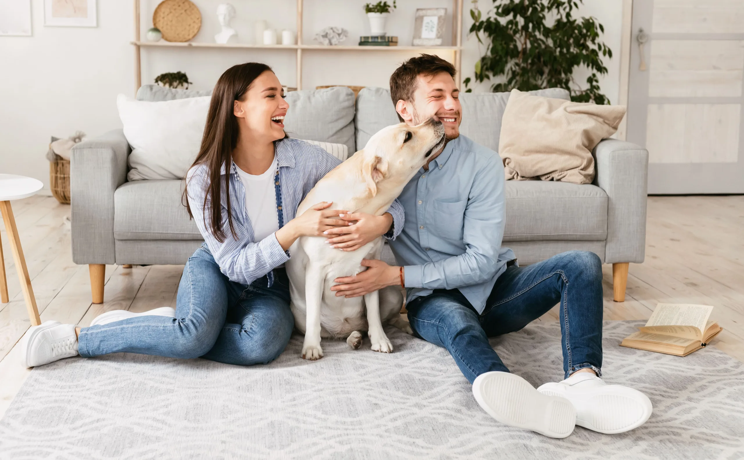 Man and woman on living room floor leaning up against their couch. They are with a Golden Labrador Retriever who is licking the man and the woman laughing. In the background is a fig tree and bookshelf with contemporary decor on it.