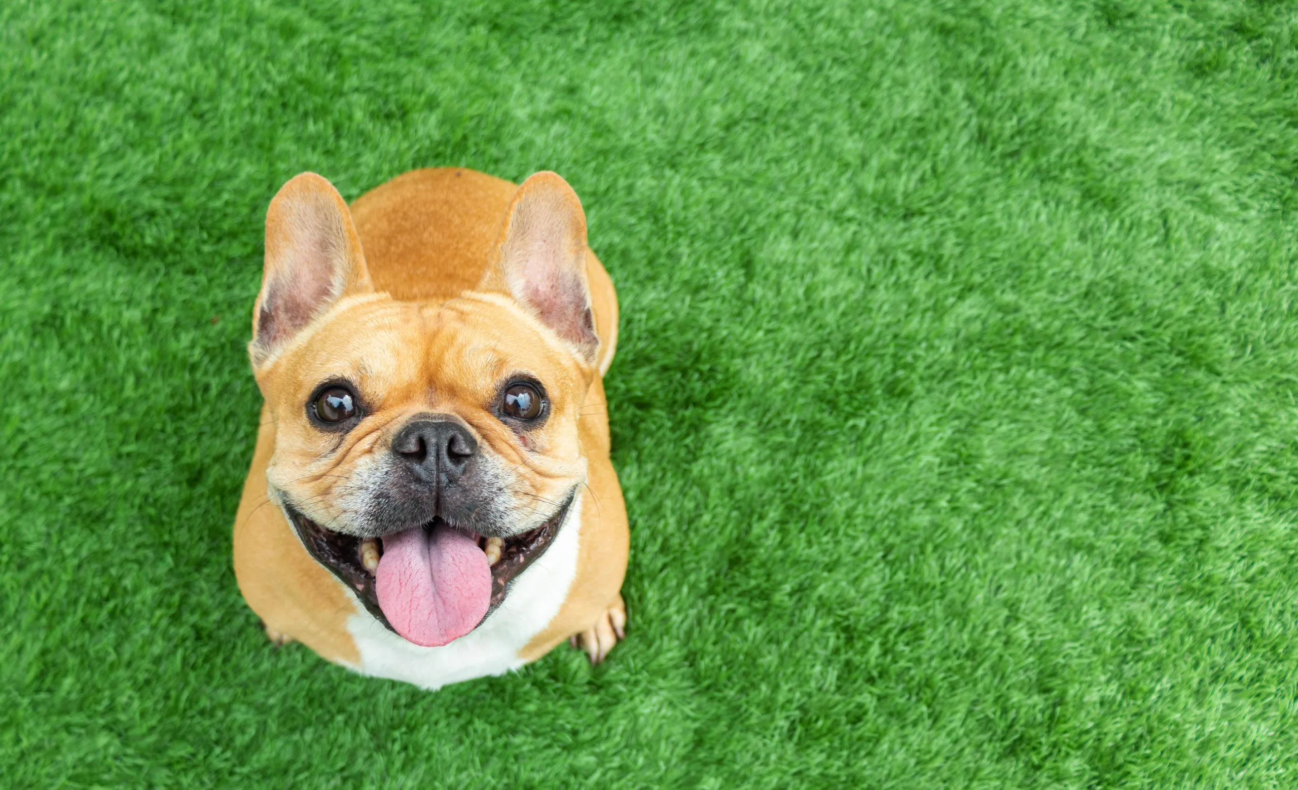 French bulldog sitting on grass looking up at the camera panting and smiling. His tongue is out, and you can see his teeth and his ears are perked up.